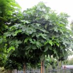 Liquidambar styraciflua 'Gumball'