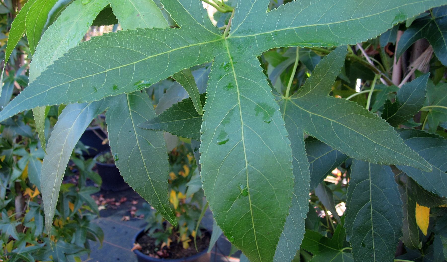 Liquidambar styrciflua Slenders Sillouette