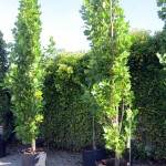 Liriodendron tulipifera Fastigiata
