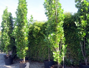 Liriodendron tulipifera Fastigiata