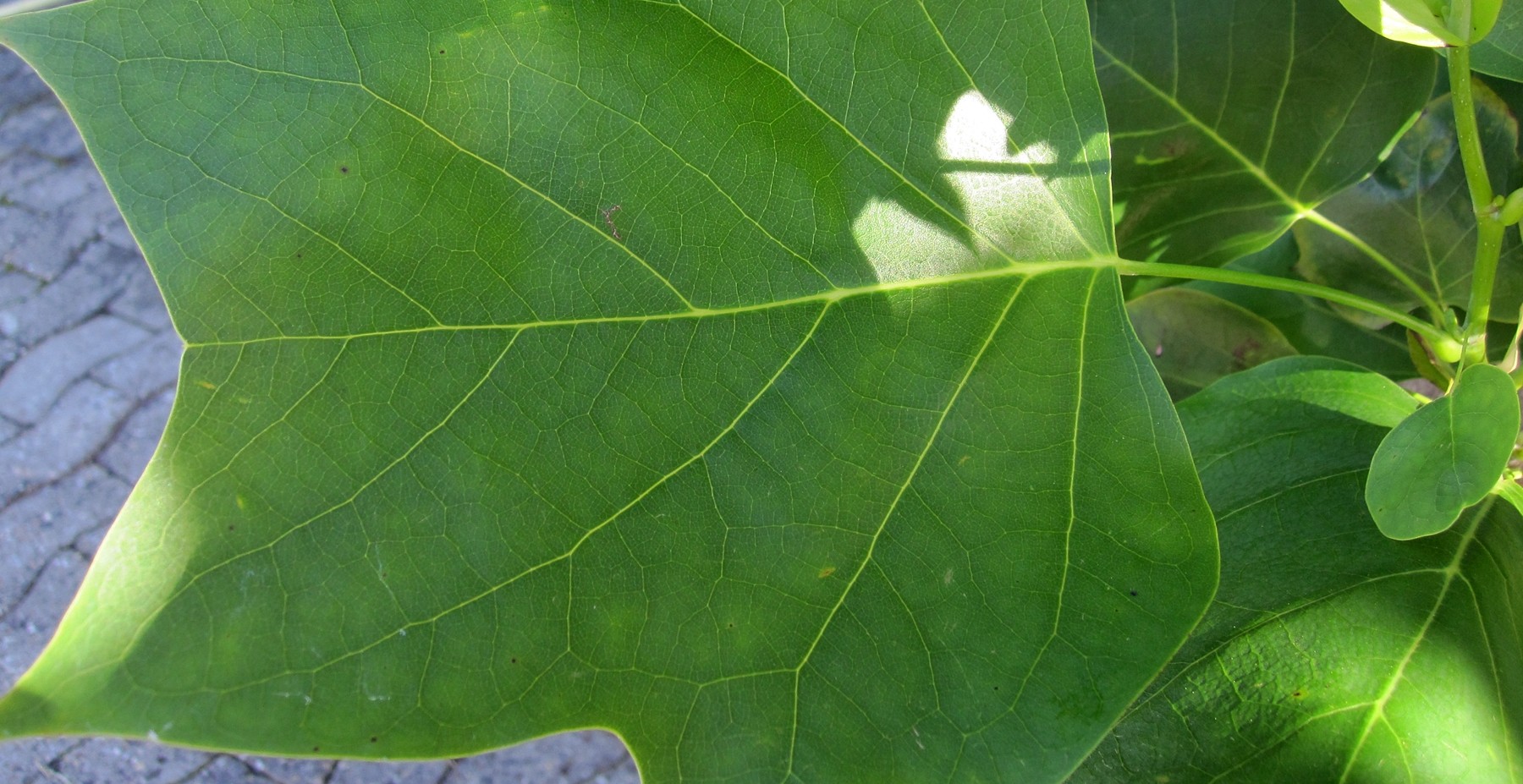 Liriodendron tulipifera Fastigiata