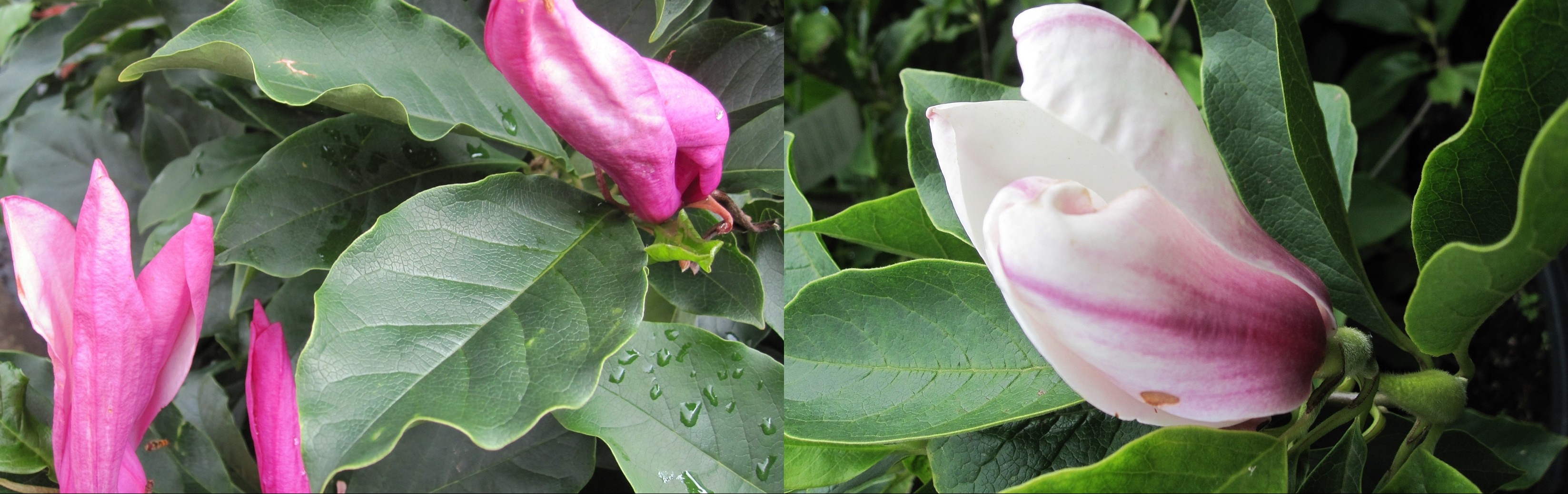Magnolia soulangiana, Magnolia liliiflora Nigra