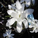 Magnolia stellata