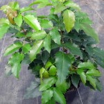 Mahonia aquifolium Apollo
