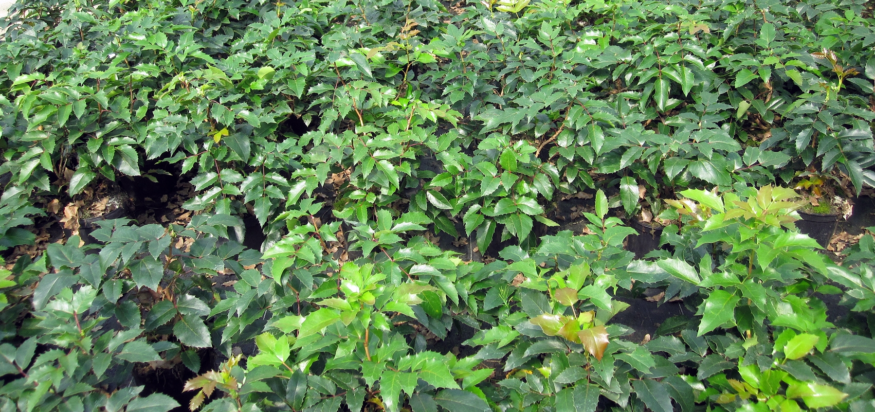 Mahonia aquifolium Apollo