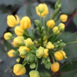 Mahonia aquifolium Apollo