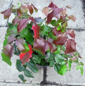 Mahonia aquifolium