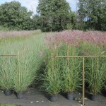 Miscanthus
