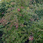 Nyssa sylvatica 