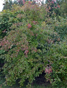 Nyssa sylvatica