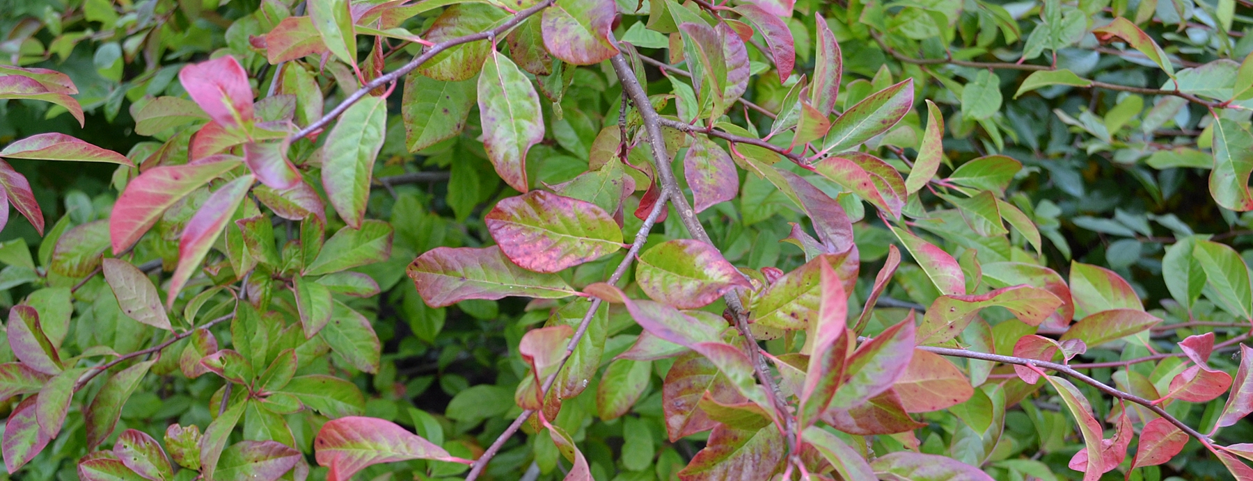 Nyssa sylvatica
