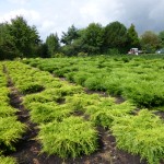Juniperus media 'Old Gold'
