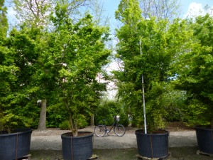 Acer palmatum