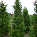 Juniperus chin.'Kaizuka'