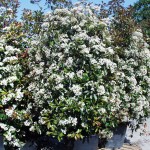 Photinia fraseri ‚Red Robin’