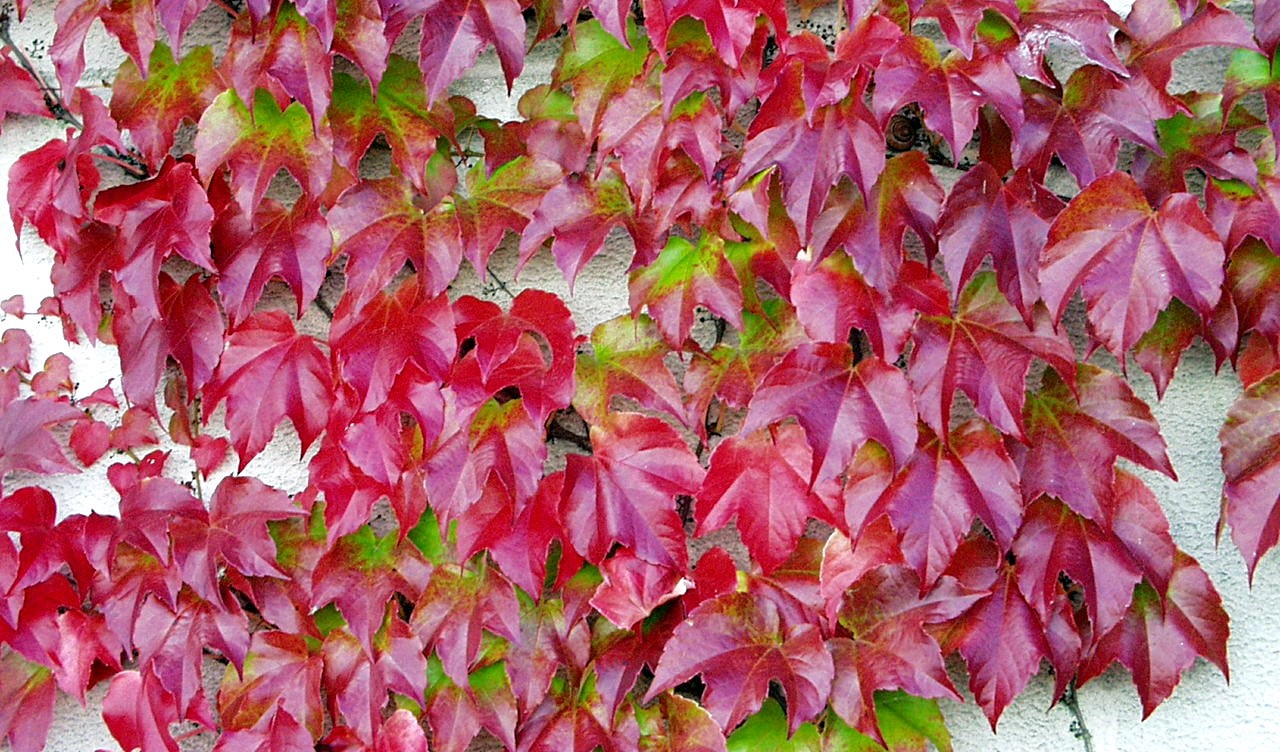 Parthenocissus
