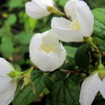 Philadelphus Snowbelle