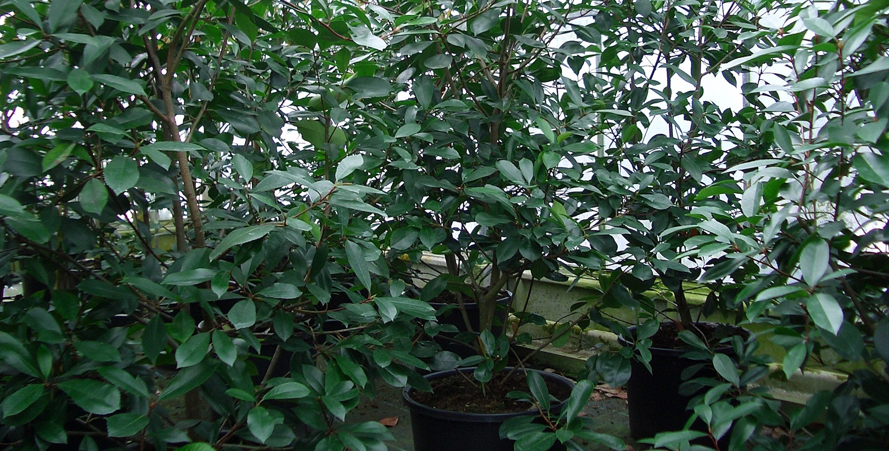 Photinia fraseri Red Robin