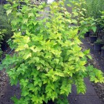 Physocarpus opulifolius Angel Gold