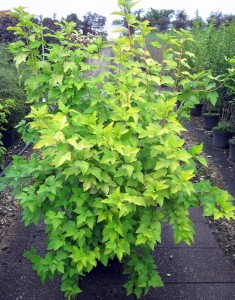 Physocarpus opulifolius Angel Gold