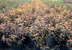Physocarpus opulifolius Diable dOr