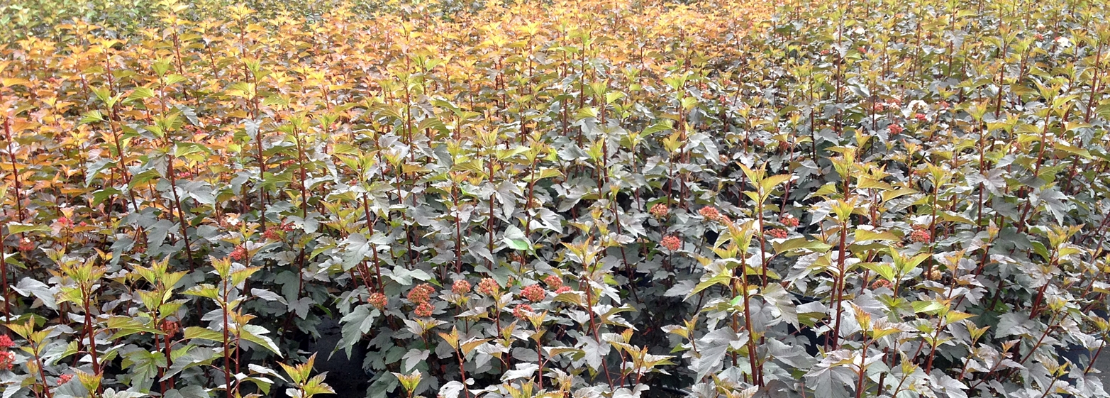 Physocarpus opulifolius Diabolo
