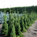 Picea abies 'Inversa'