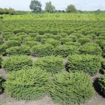 Picea abies 'Nidiformis'