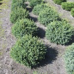 Picea glauca 'Echiniformis'