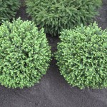 Picea omorika 'Karel'