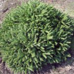 Picea abies 'Pumila Glauca'