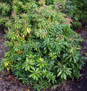 Pieris japonica