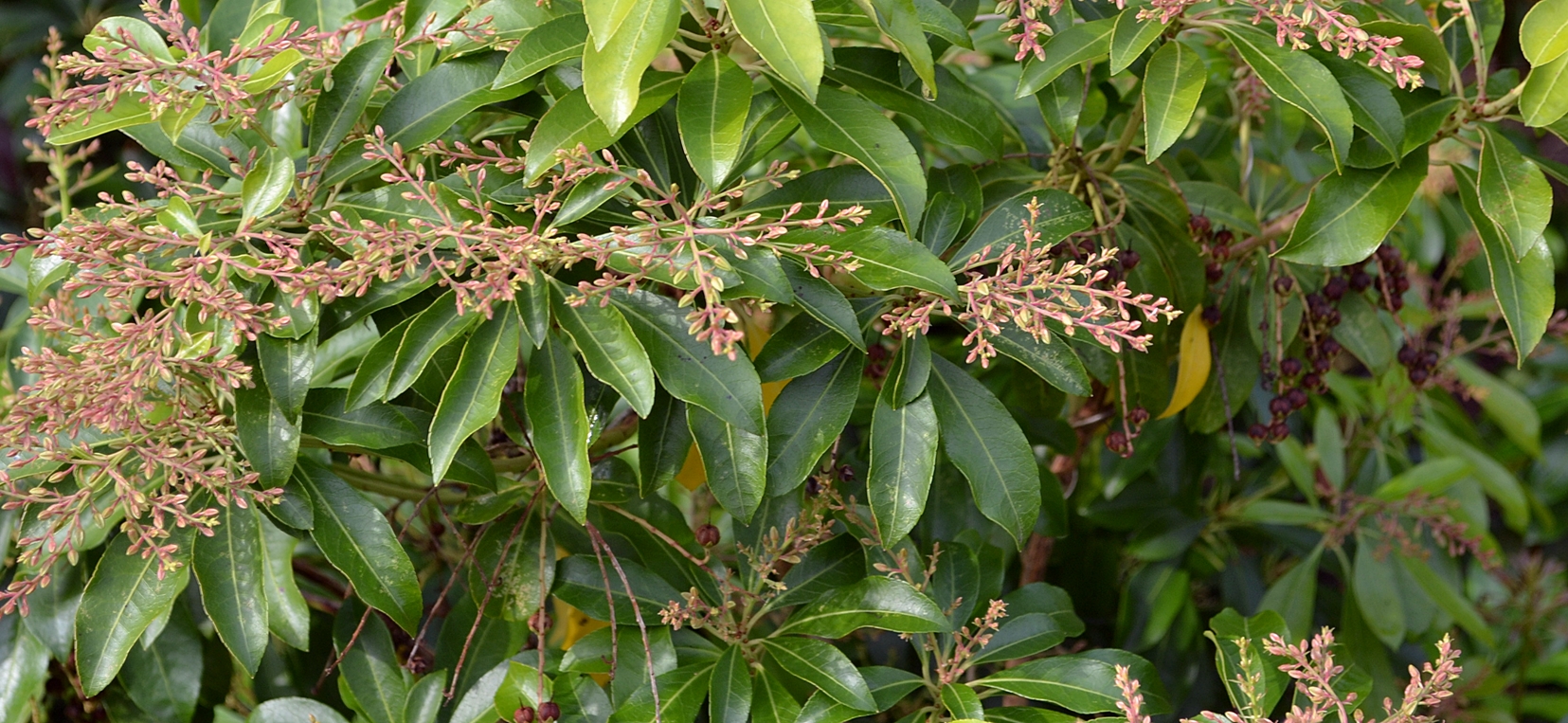 Pieris japonica
