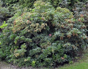 Pieris japonica Forest Flame