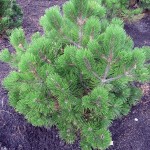 Pinus heldreichii Compact Gem