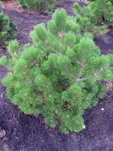 Pinus heldreichii Compact Gem