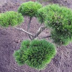 Pinus mugo Gnom Bonsai