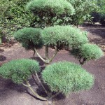 Pinus Norske Bonsai 2