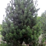 Pinus heldreichii leucodermis