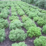 Pinus mugo mughus