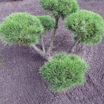 Pinus mugo mughus, Bonsai