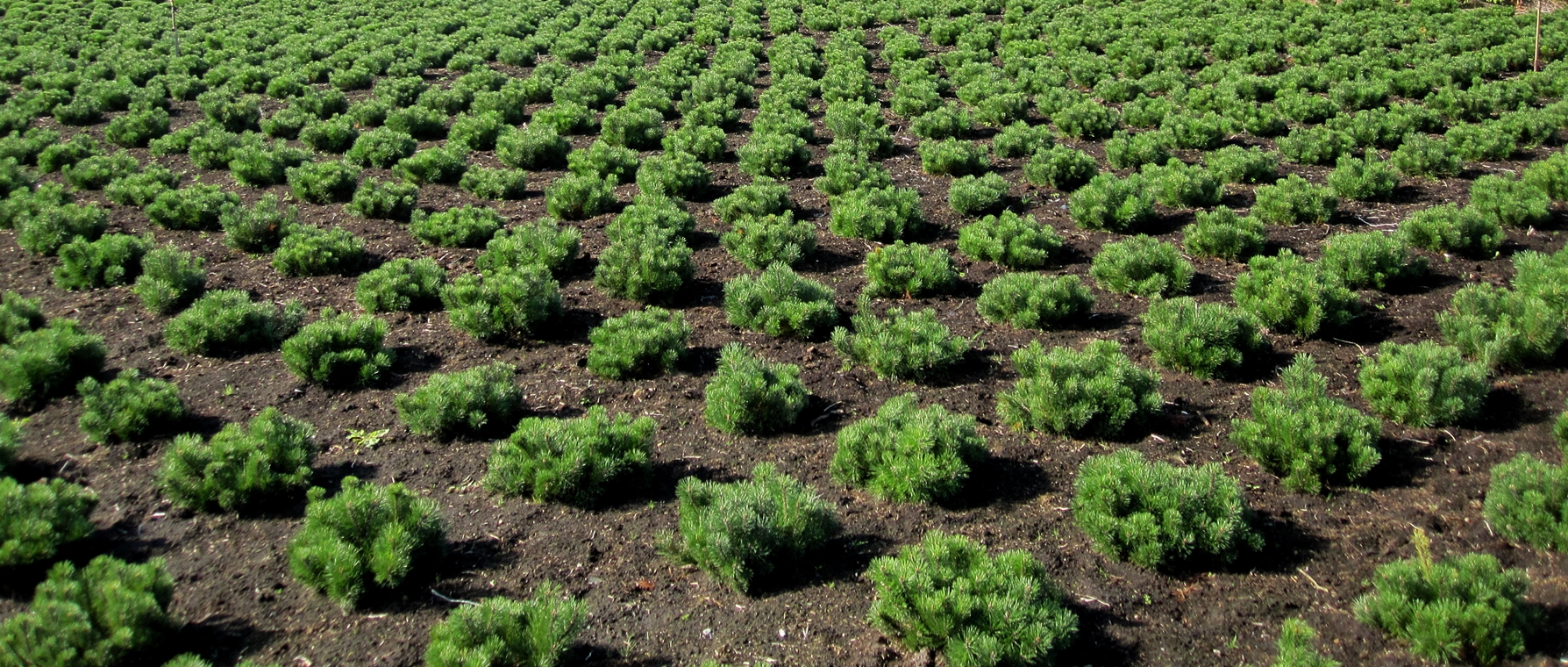Pinus mugo mughus