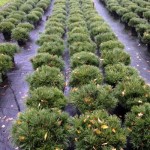 Pinus mugo mughus 7