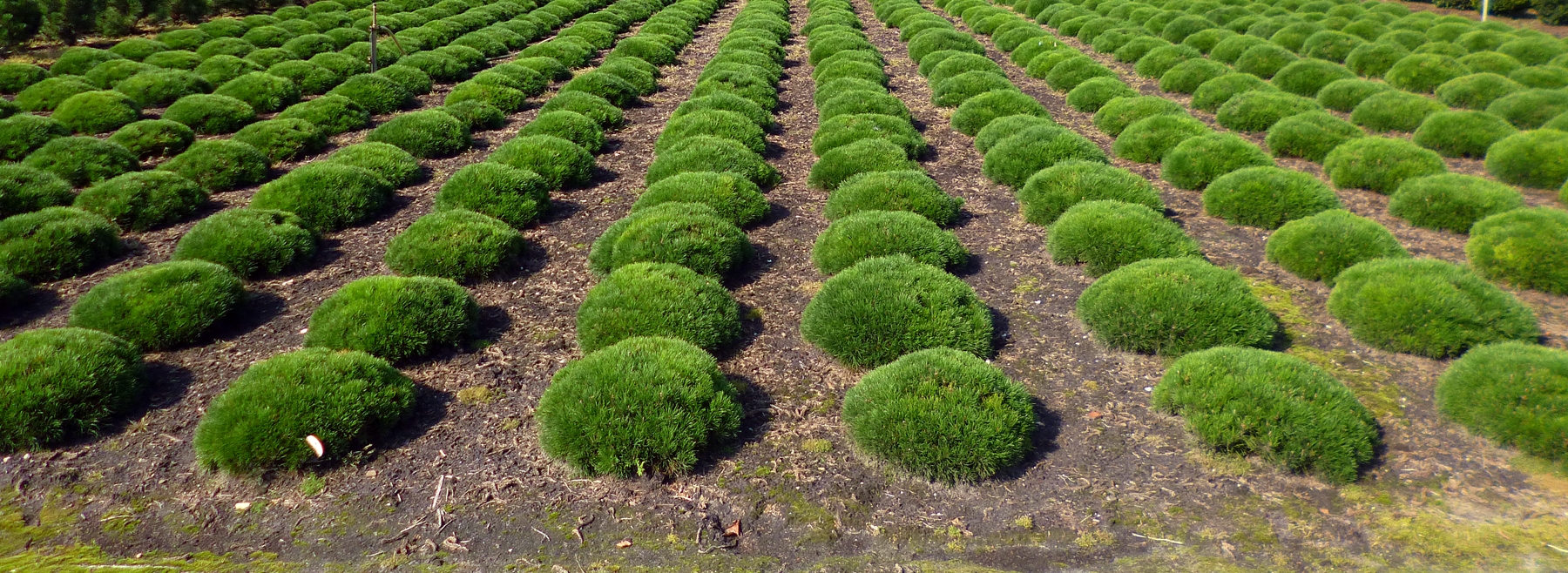 Pinus mugo pumilio, lebende Steine