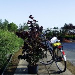 Corylus max. Purpurea