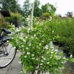 Deutzia hybrida Mont Rose