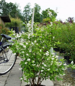 Deutzia hybrida Mont Rose