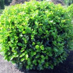 Prunus lauroc Etna Kugel