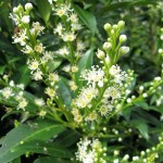 Prunus lauroc Herbergii