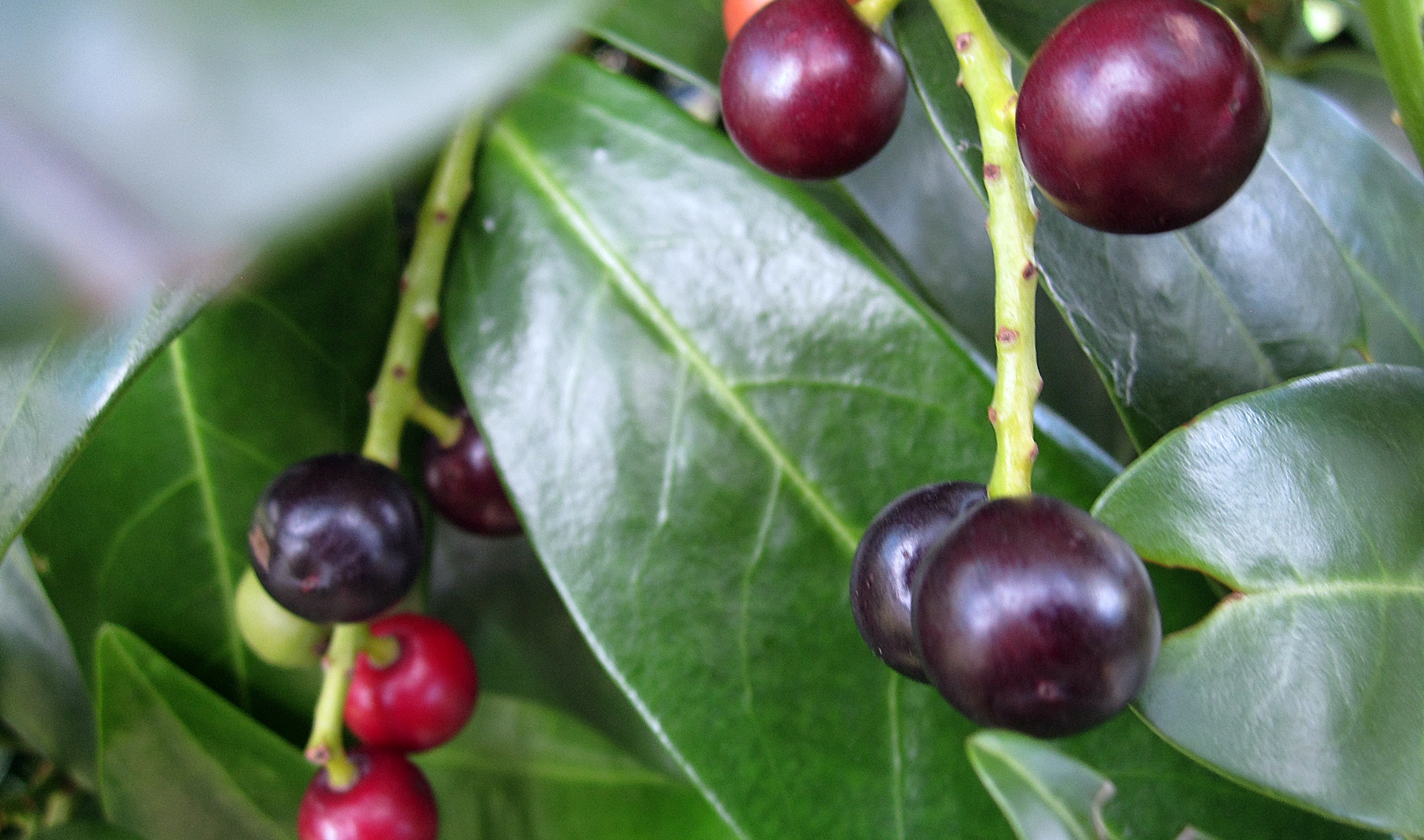 Prunus lauroc. Herbergii